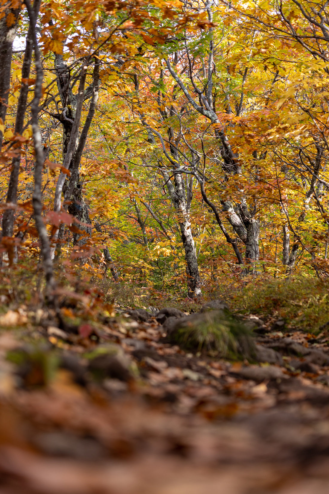 Conquer Autumn Trails: Hiking Gear That Makes You Look Like a Pro (Even If You’re Not)